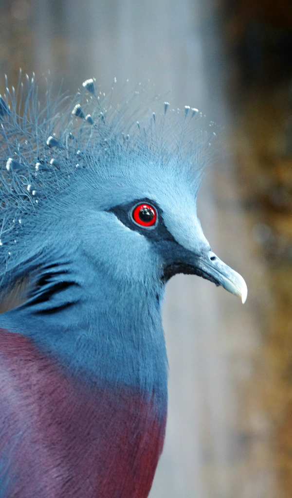 Венценосный голубь