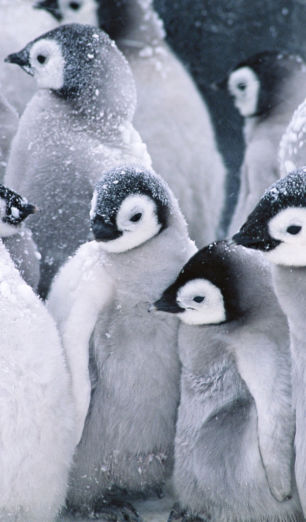 Симпатичные пингвины