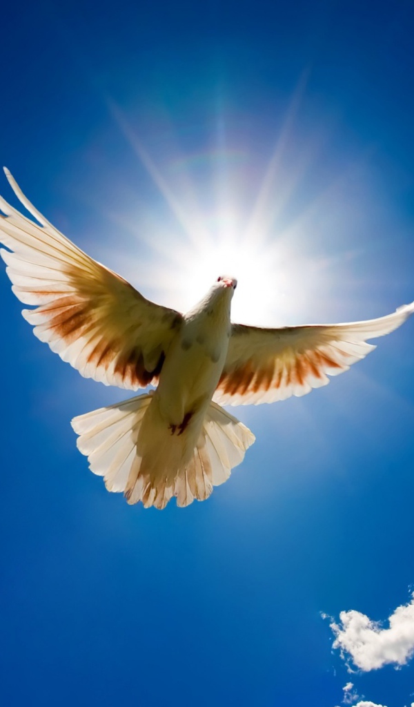 Голубь с небес