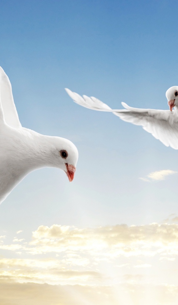 Пара голубей