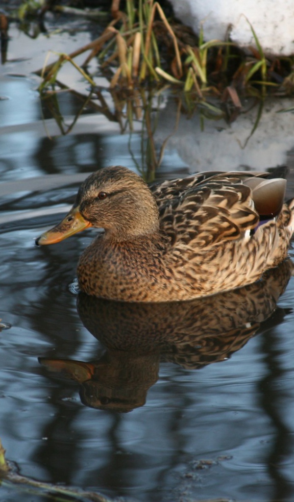 Утка в озере