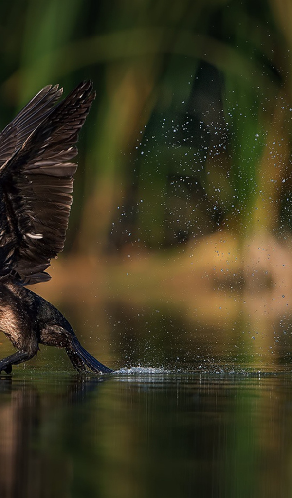 Утка взлетает с воды