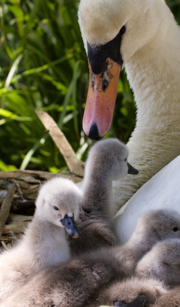 Утка с утятами