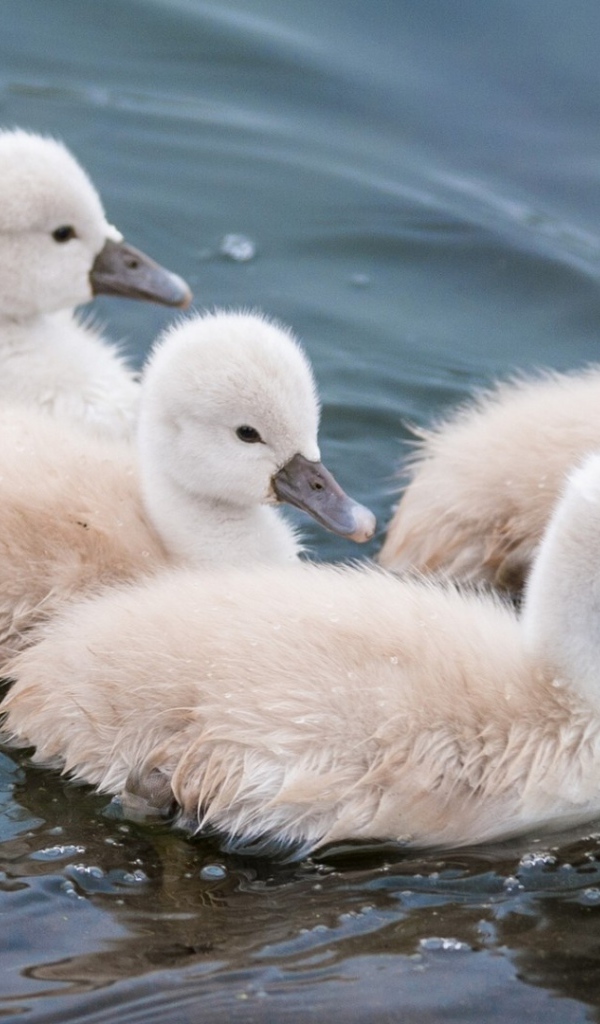 Утята в воде