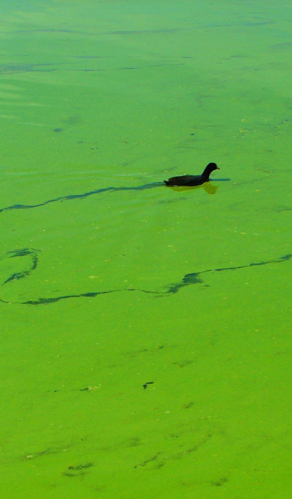 Утки плывут по зеленой тине