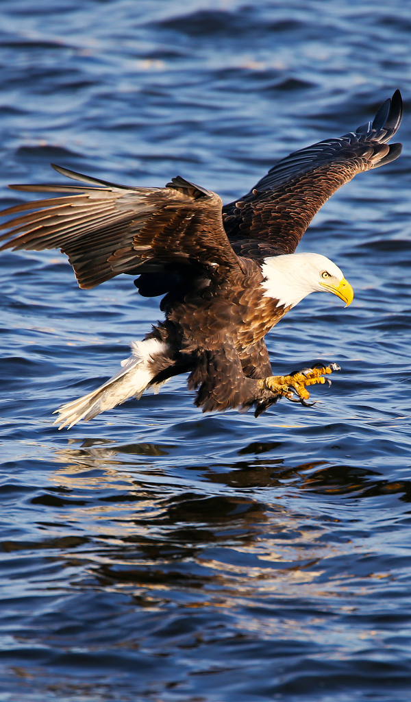 Орёл ловит рыбу