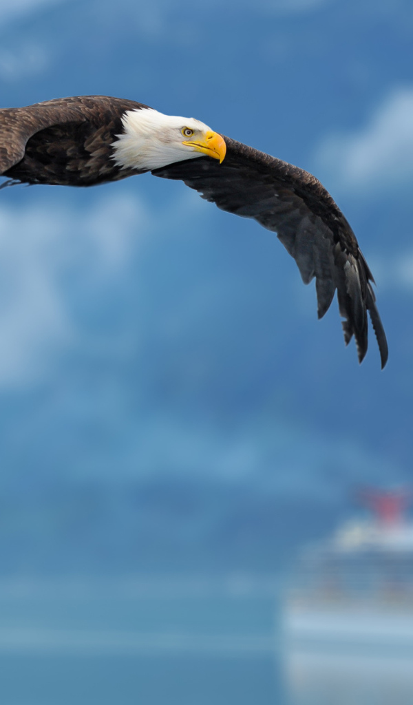 Орел на фоне неба