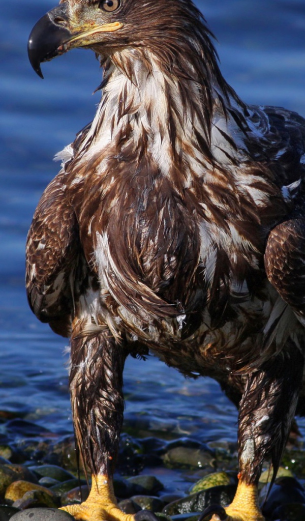 Орел на берегу моря