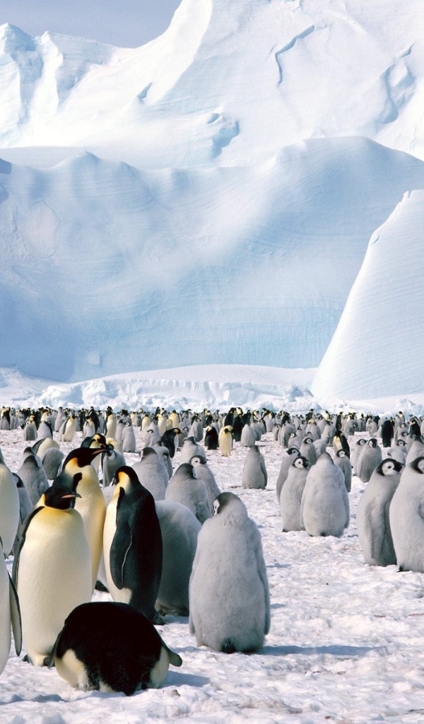 Императорские пингвины