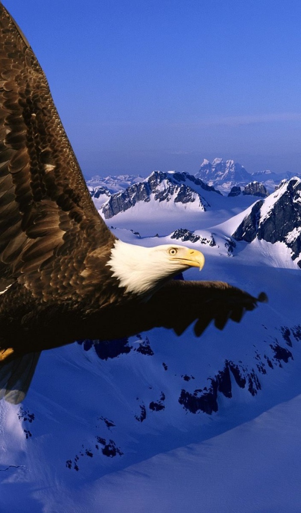 Вечная свобода