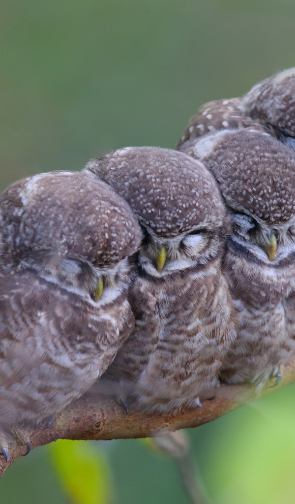 Семья сов на ветке