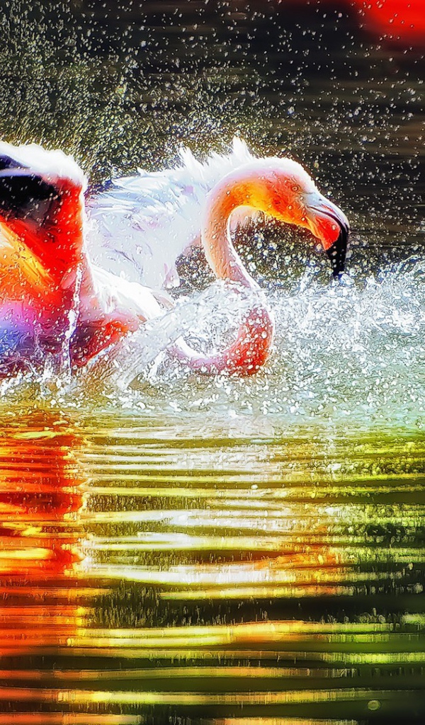 Фламинго играет в воде