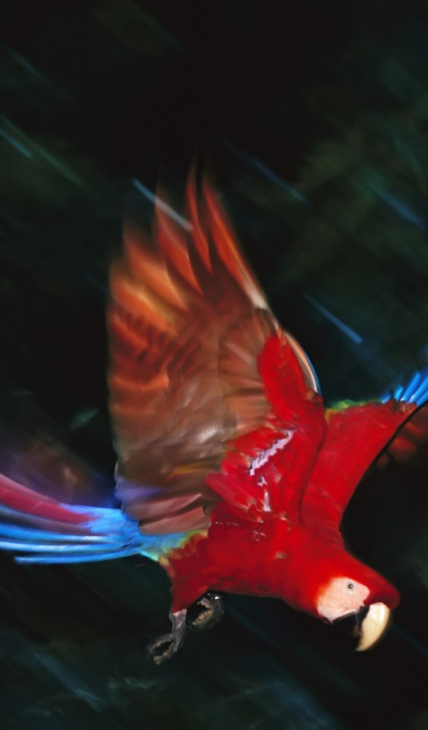 Полет попугая