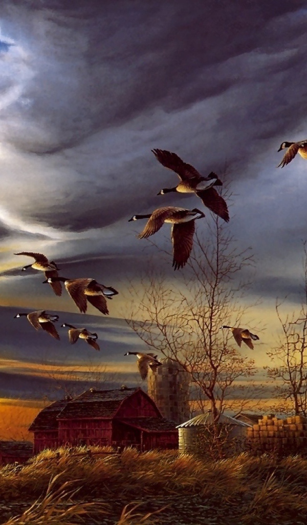 Гуси прилетели на озеро