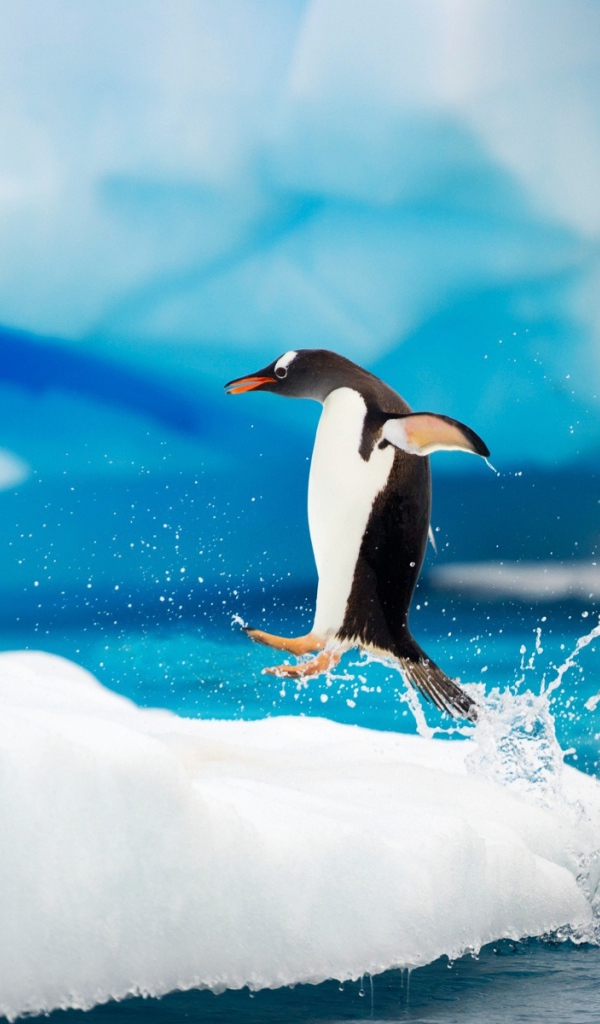 Арктические пингвины