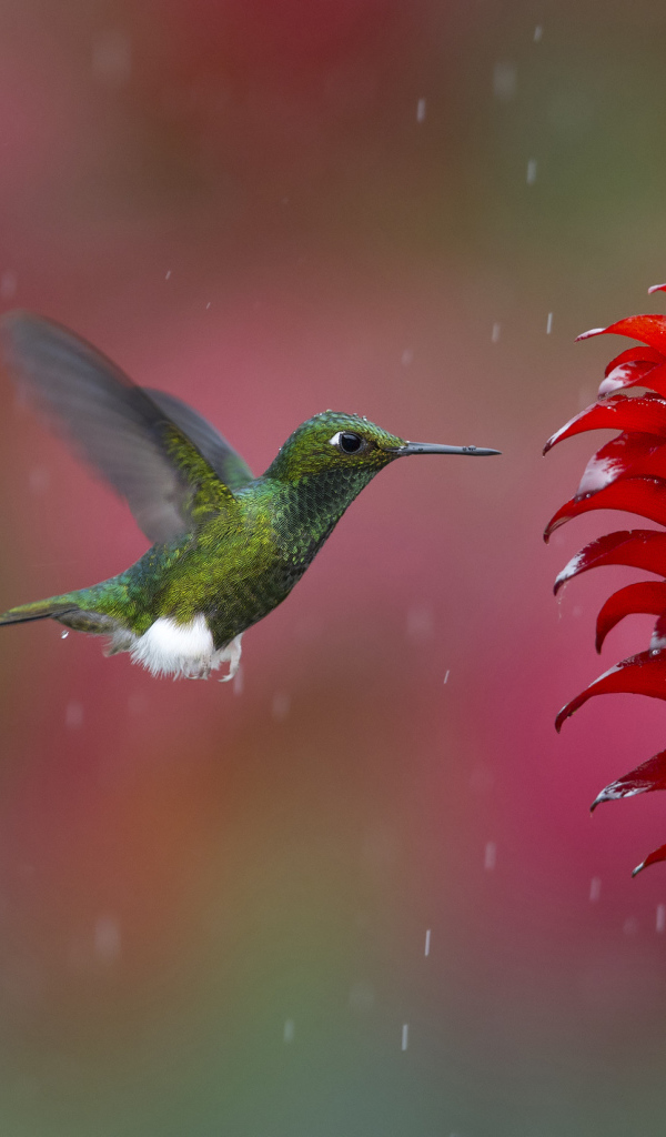 Зеленая Колибри у цветка