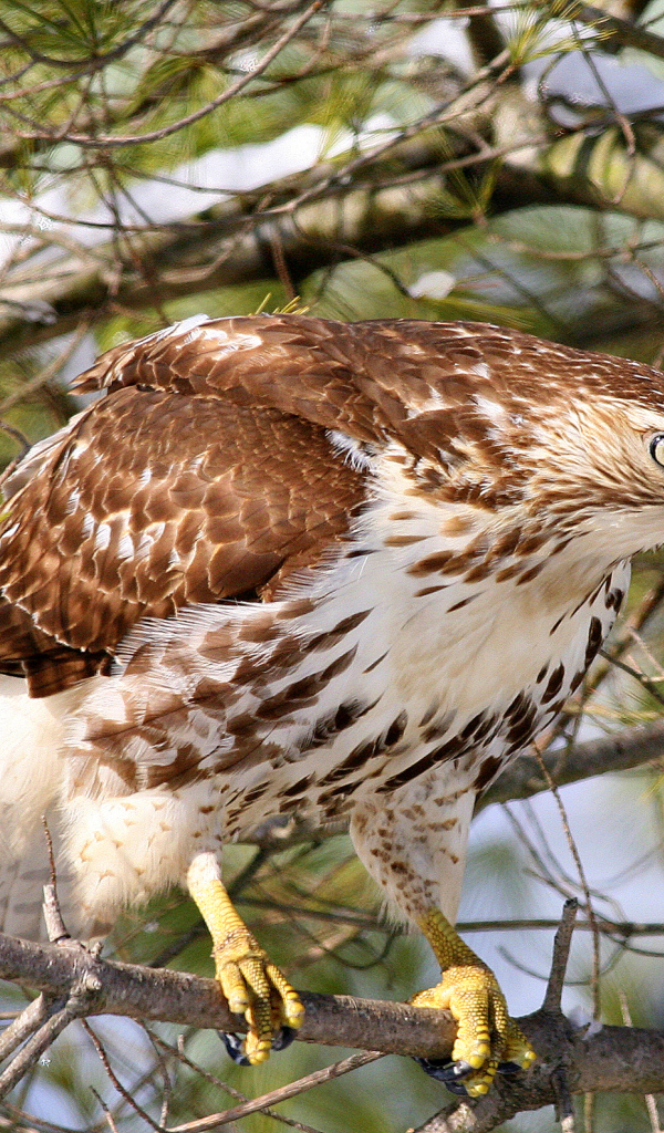 Ястреб на ветке