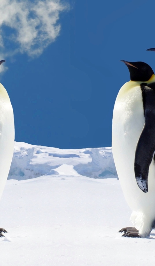 Пингвины