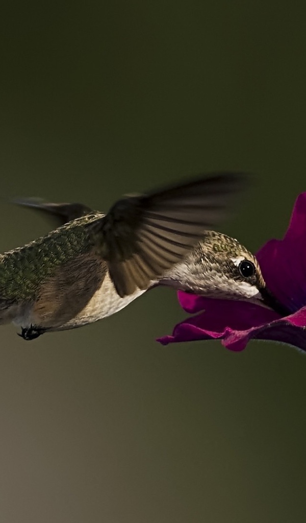 Колибри у цветка