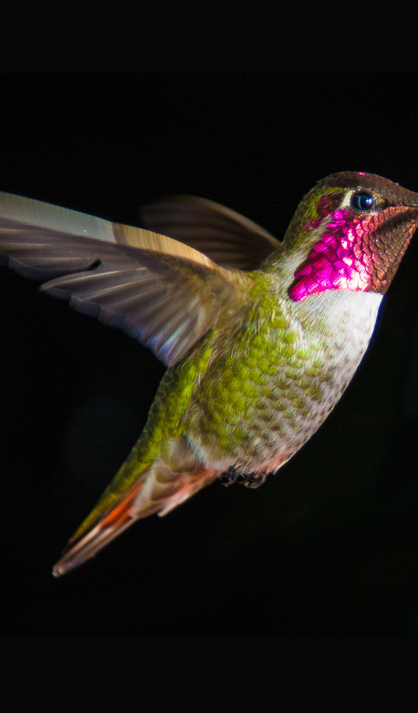 Колибри на чёрном фоне