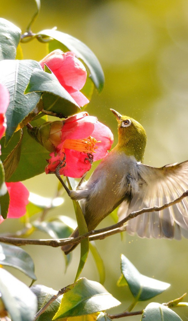 Колибри на розовых цветах