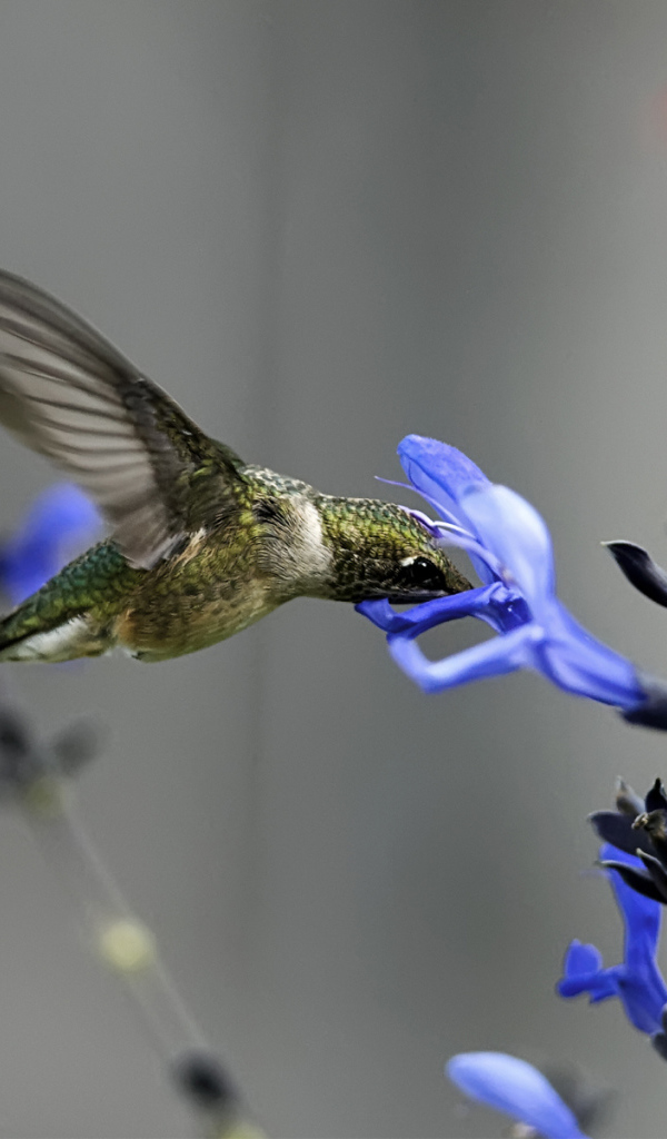 Колибри около синего цветка