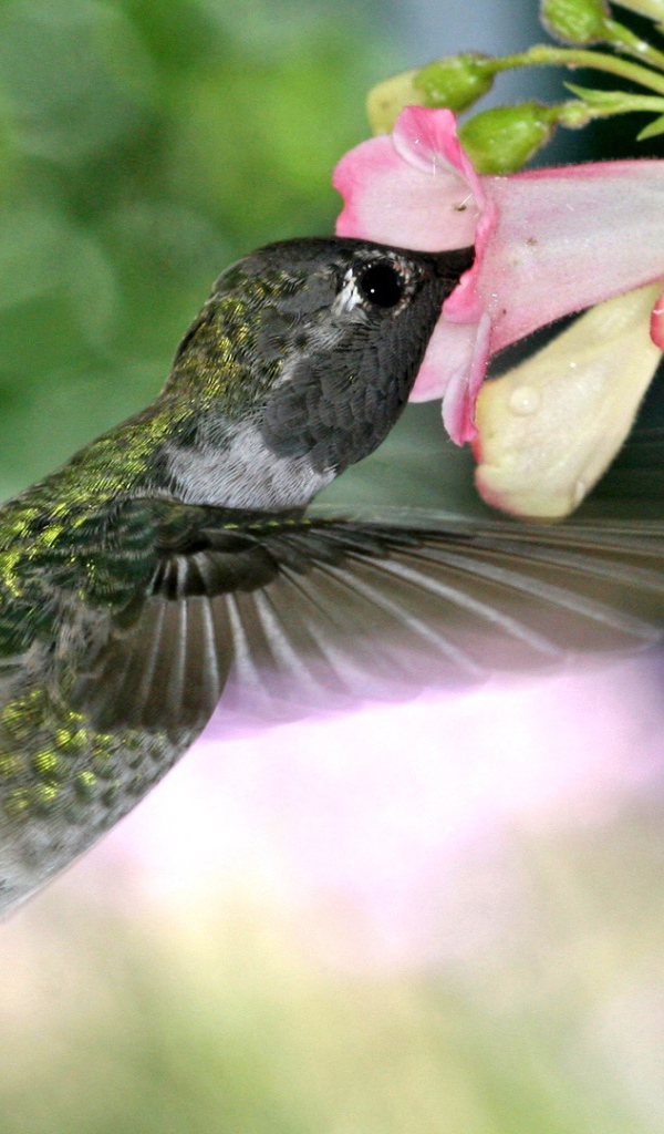 Голодная колибри