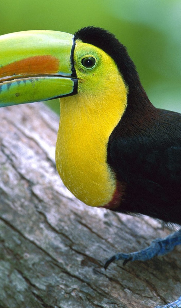 Тукан в Панаме