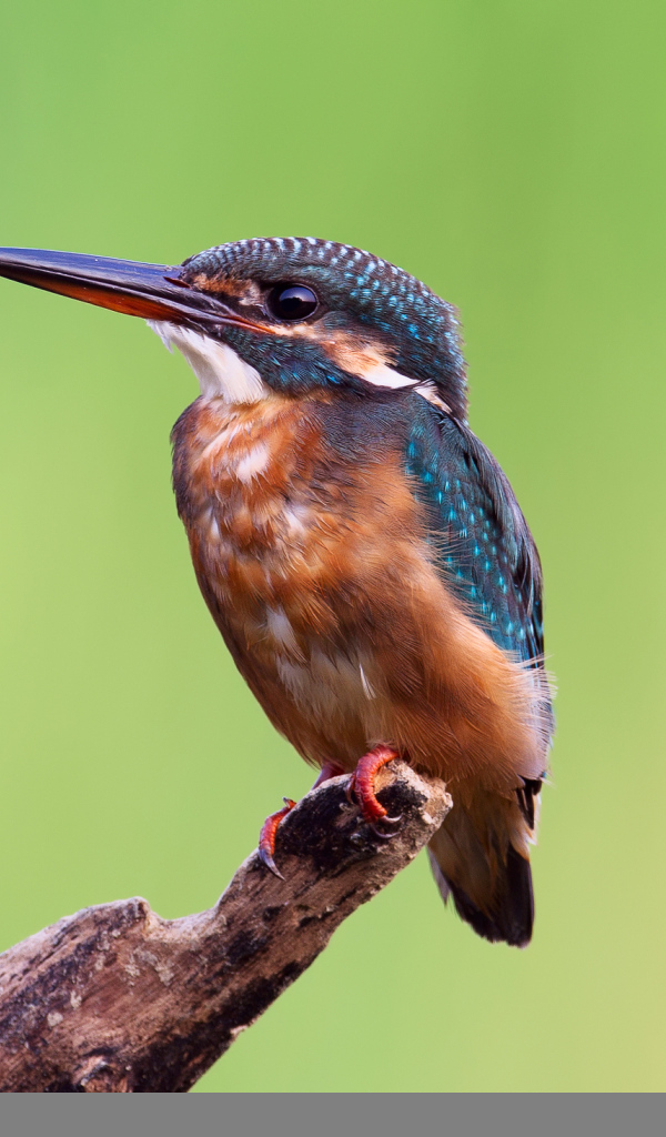Зимородок на желтом фоне