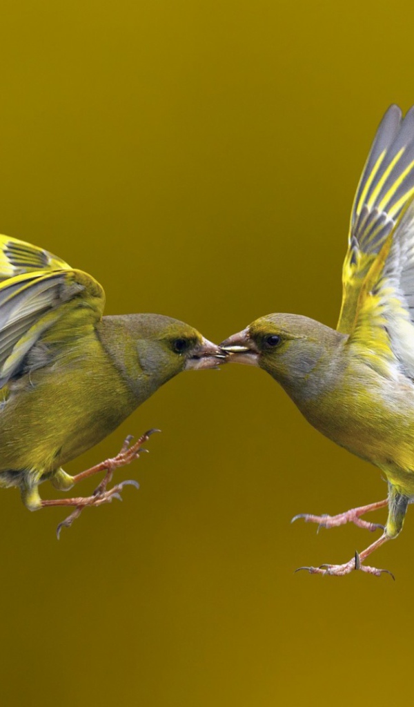 Поцелуй птичек в полёте