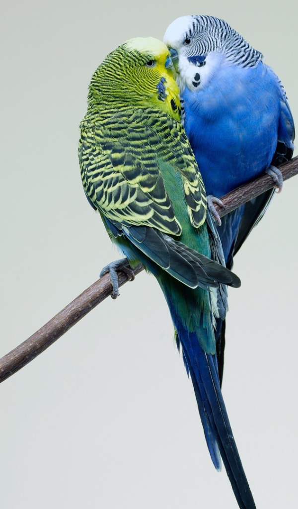 Поцелуй попугаев