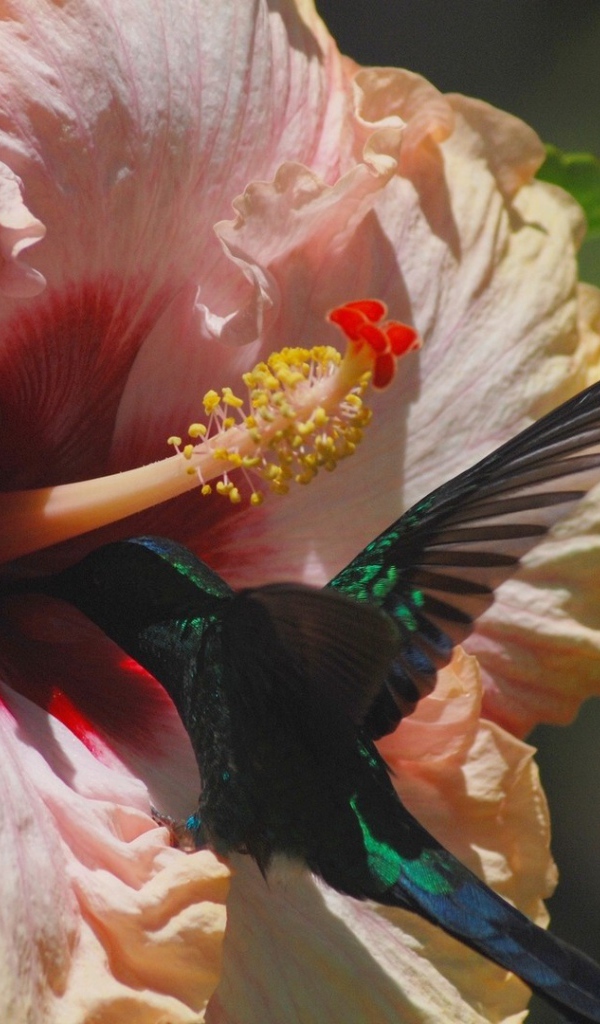 Коллибри на цветке