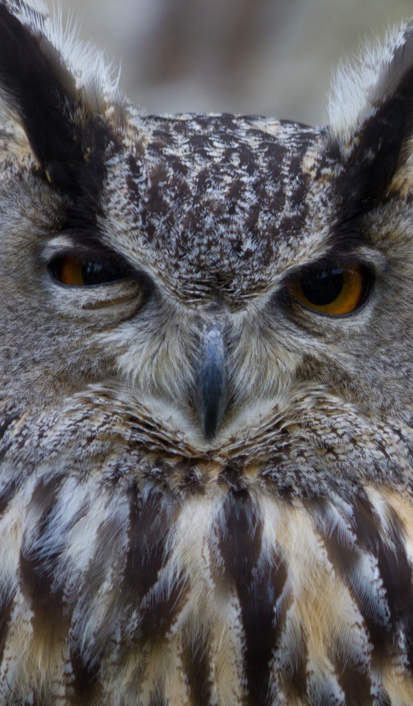 Ушастая сова