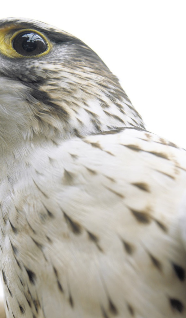 Взгляд ястреба