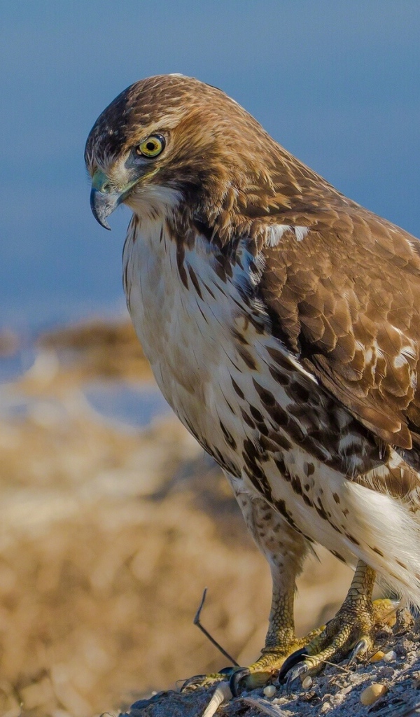 Взгляд хищного ястреба