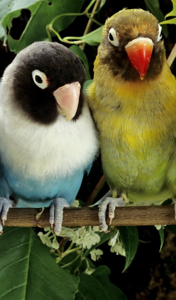 Любящие птички