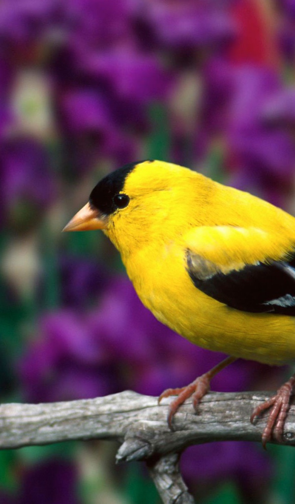 Самец американского щегла