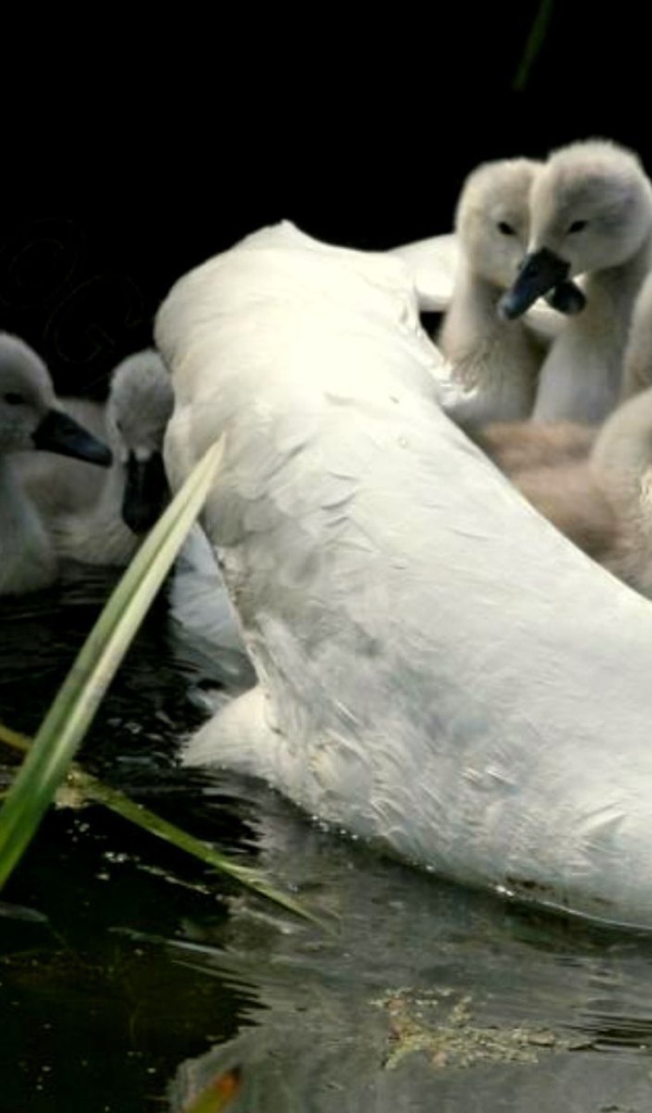 Мама лебедь с детьми
