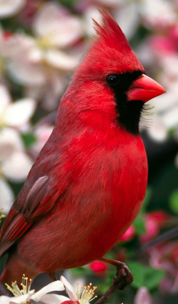 Северный кардинал 