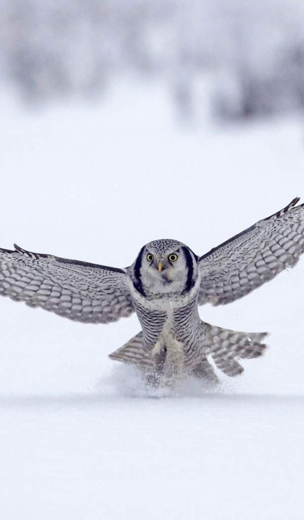 Северная сова, Финляндия