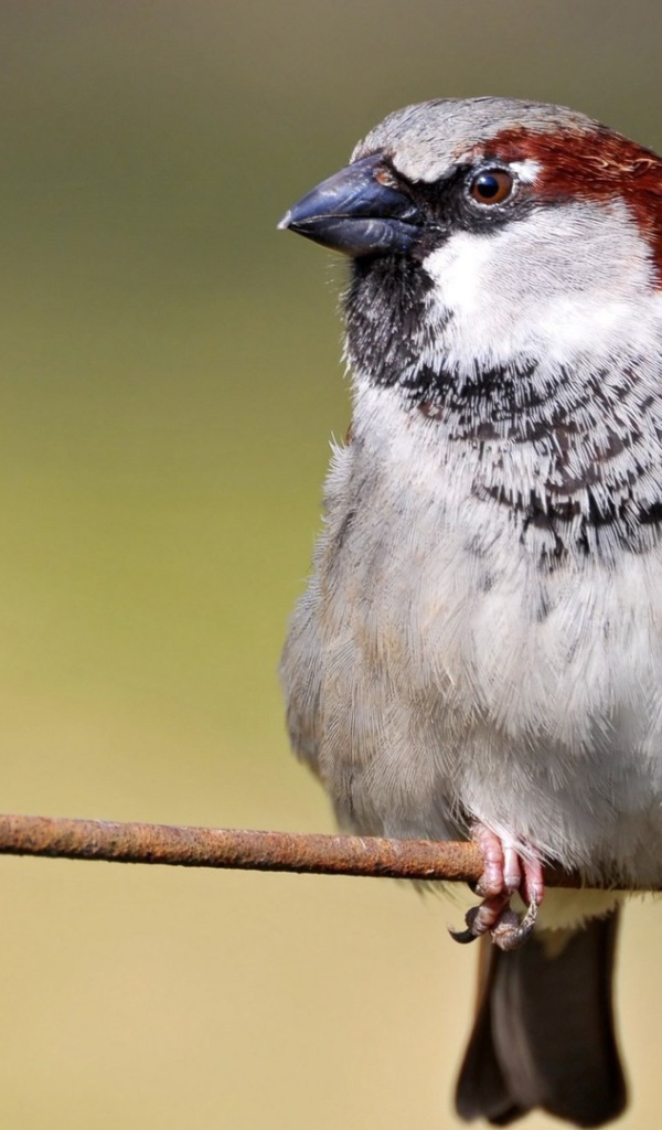 Обыкновенный воробей