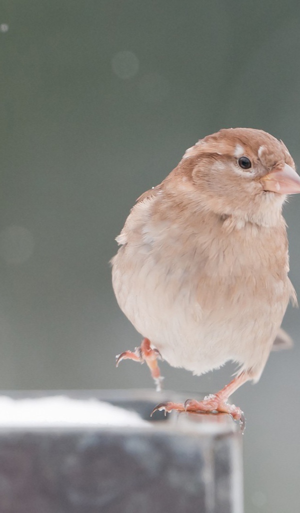 Обыкновенный воробей