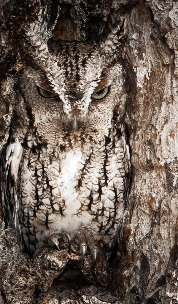 Сова в дупле дерева