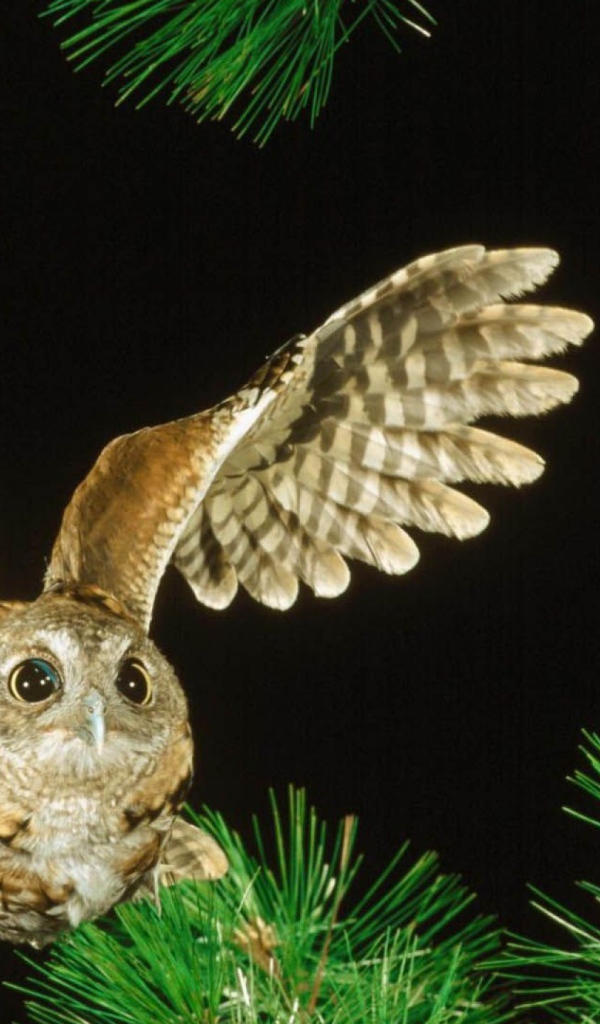 Сова в полете