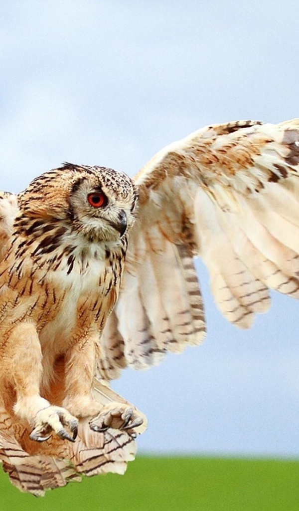 Сова в полете за добычей