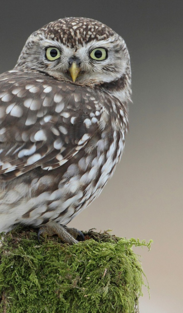 Сова на пеньке