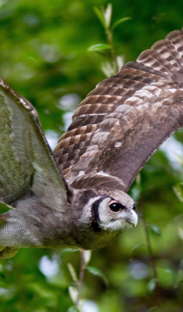 Сова на фоне зелени