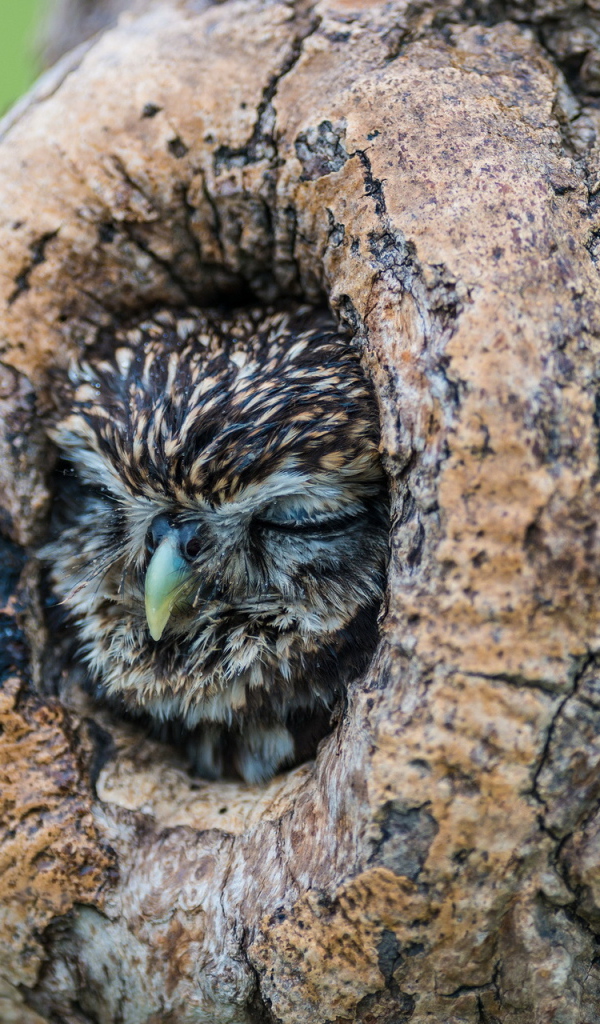 Сова спит в дупле