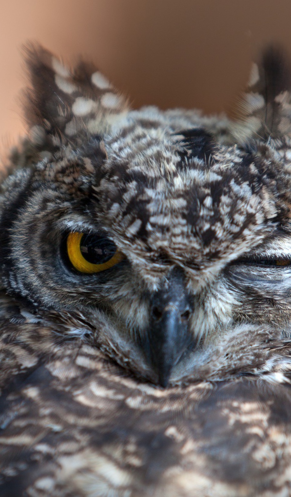 Сова подмигивает