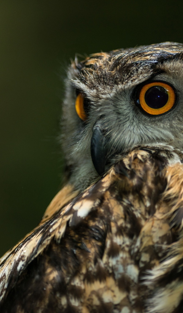 Сова с круглыми глазами